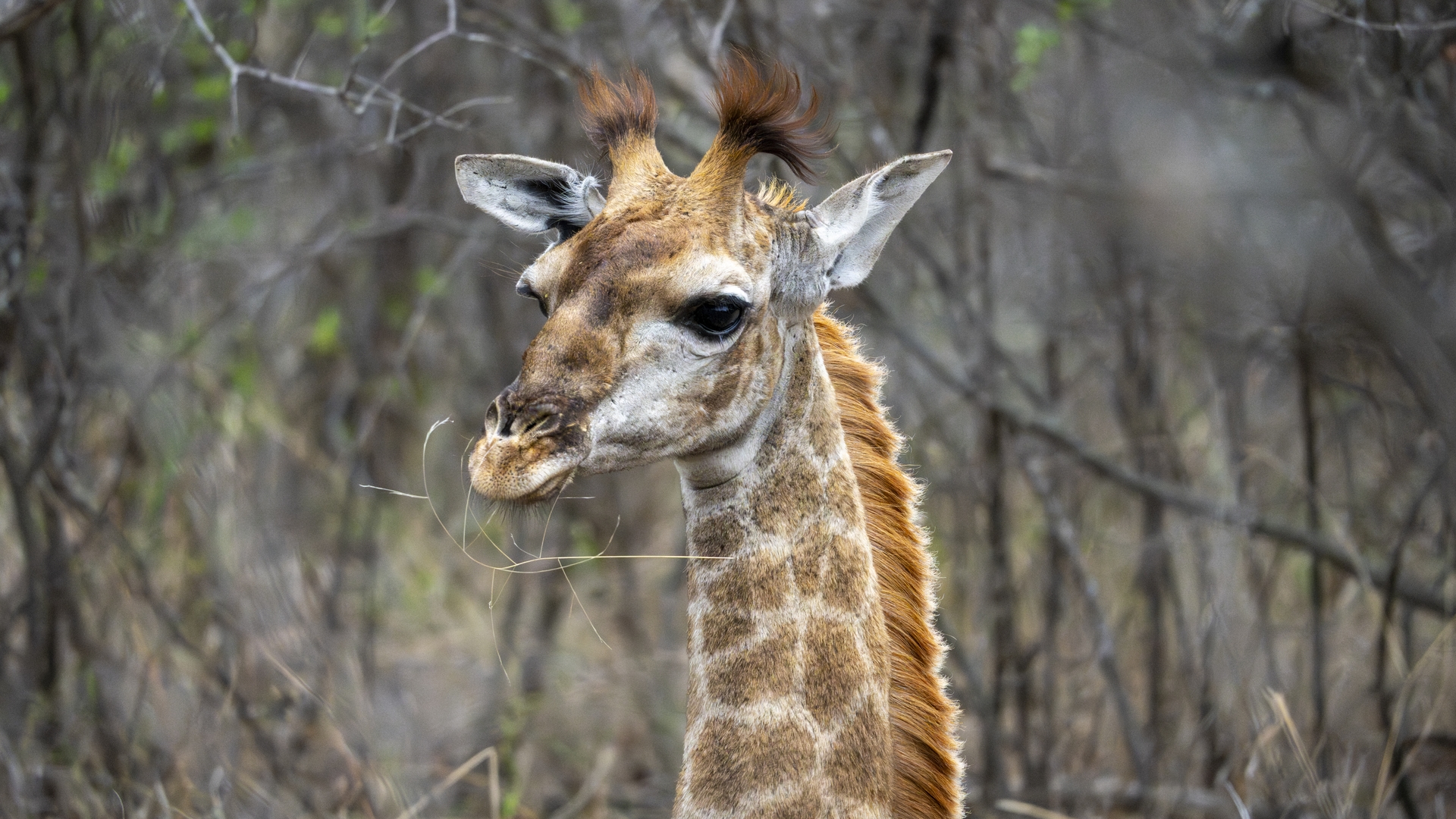Kruger25 2025 11 07 16 02 10 ILCE 1M2 3004